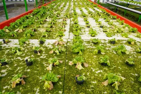 Rows of hydroponic lettuce that are damaged and affected by pests Stock Photos