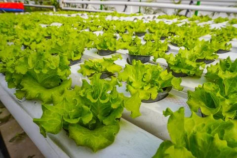 Rows of hydroponic vegetables growing in a hydroponic greenhouse Stock Photos