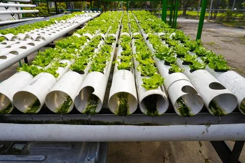 Rows of hydroponic vegetables growing in a hydroponic greenhouse Stock Photos