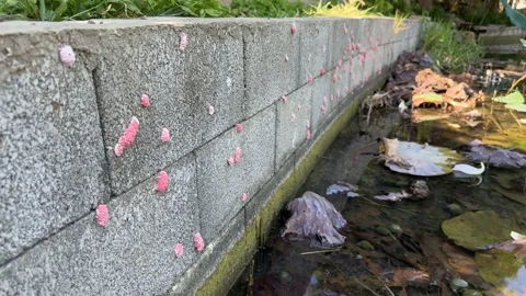 Rows of Invasive Snail Eggs Along a Pond Retaining Wall Video stock 342596095