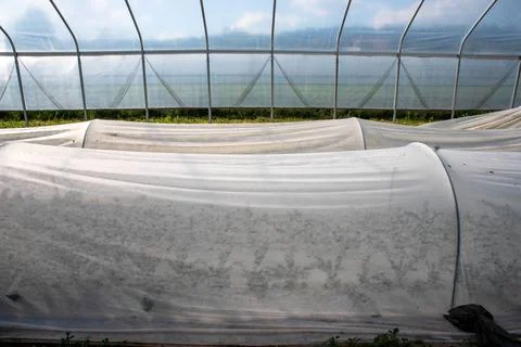 Rows of kale under white garden fabric hoop tunnels in organic grenhouse Stock Photos
