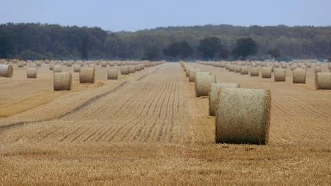 Rows of large round straw bales stretching across a harvested field toward .. Stock Photos