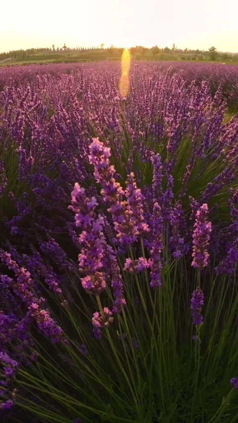 The rows of lavender bushes are lit up by early morning sunlight in summer... Video stock 285398858