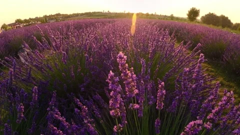 The rows of lavender bushes are lit up by early morning sunlight in summer Stock Footage 289002855