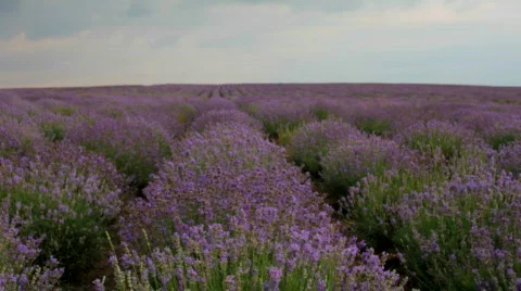 Rows of lavender bushes Video stock 768816