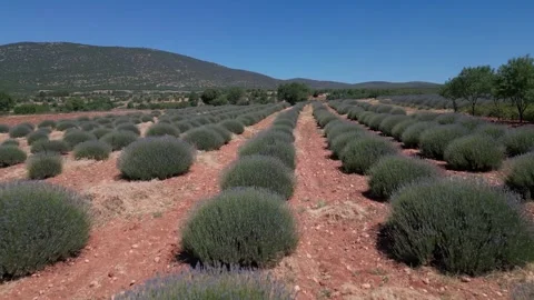 Rows of Lavender Bushes in Rural Farm Field with Mountains and Lake View, Burdur Video stock 278903191