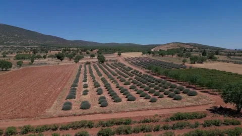 Rows of Lavender Bushes in Rural Farm Field with Mountains and Lake View, Burdur Video stock 278903199