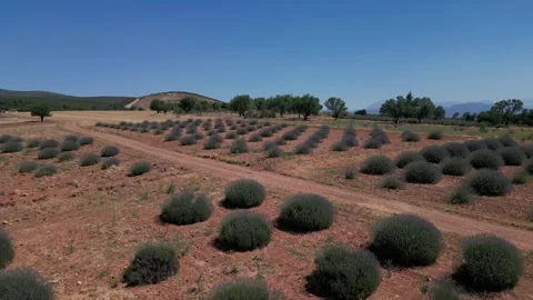 Rows of Lavender Bushes in Rural Farm Field with Mountains and Lake View, Burdur Video stock 278903221