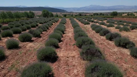 Rows of Lavender Bushes in Rural Farm Field with Mountains and Lake View, Burdur Video stock 278903249