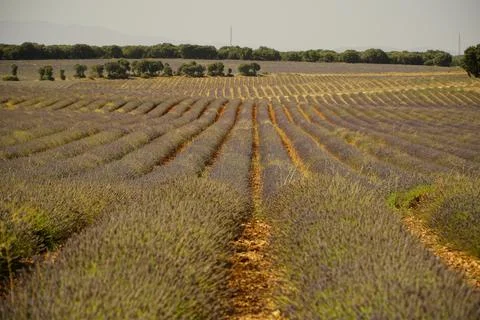 Rows of lavender converging toward the horizon in Brihuega, Guadalajara, Spain Photos