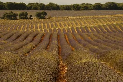 Rows of lavender converging toward the horizon in Brihuega, Guadalajara, Spain Photos