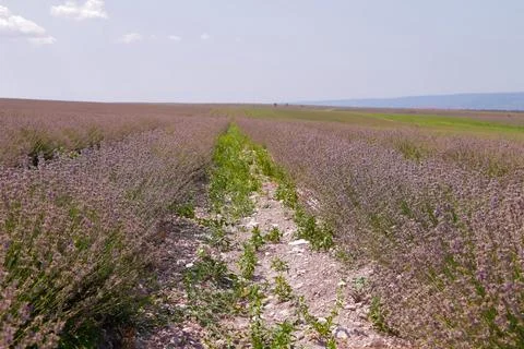 Rows of lavender extending beyond the horizon at the end of the flowering season Stock Photos