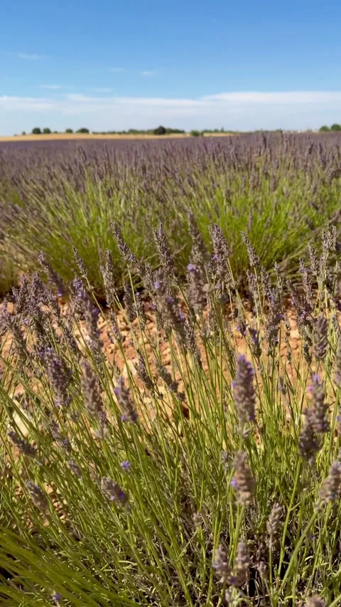 Rows of Lavender Fields in Brihuega, Guadalajara, Spain Stock Footage 339722946