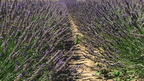 Rows of lavender flowers with bees on farm Stock Footage 93136508