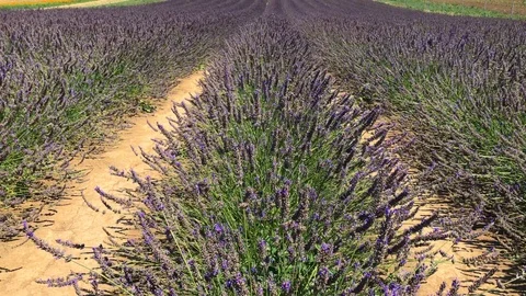 Rows of Lavender flowers Stock Footage 92761433