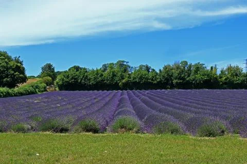 Rows of Lavender in the North Downs of Kent Stock Photos