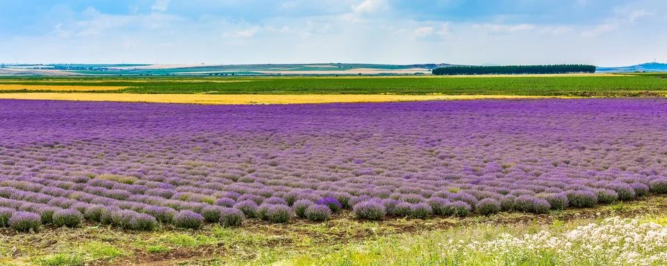 Rows of lavender panorama background Stock Photos