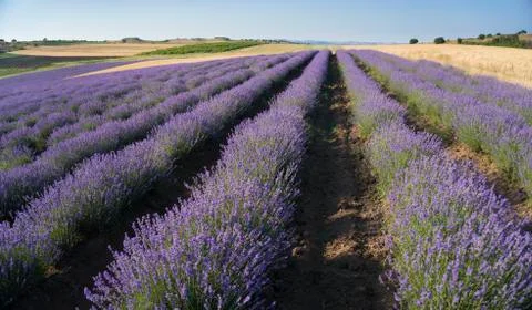 Rows of lavender Stock Photos