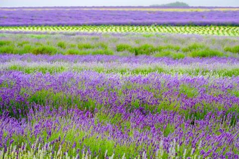 Rows of Lavenders Blossoming Stock Photos