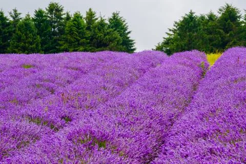 Rows of Lavenders Blossoming Stock Photos