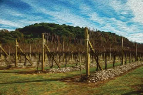 Rows of leafless vine trunks and branches Stock Illustration