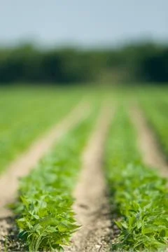 Rows of Leafy Spring Crops Stock Photos