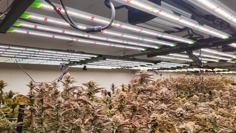 Rows of LED grow lights illuminate a dense indoor cannabis farm, with plant Video stock 319472272
