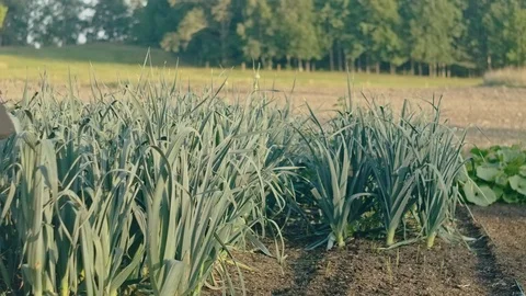 Rows of leek in organic garden 스톡 동영상 114764936