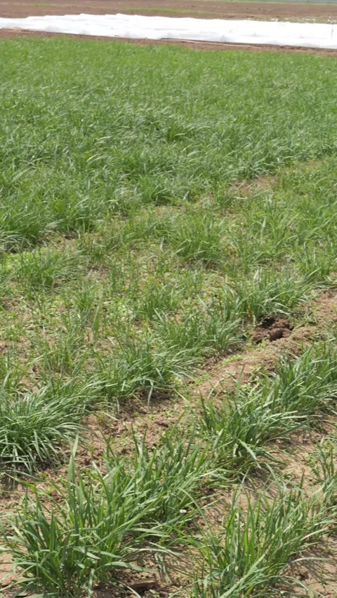 Rows of leeks(chives) in a field on a summer day Vidéo 273142563