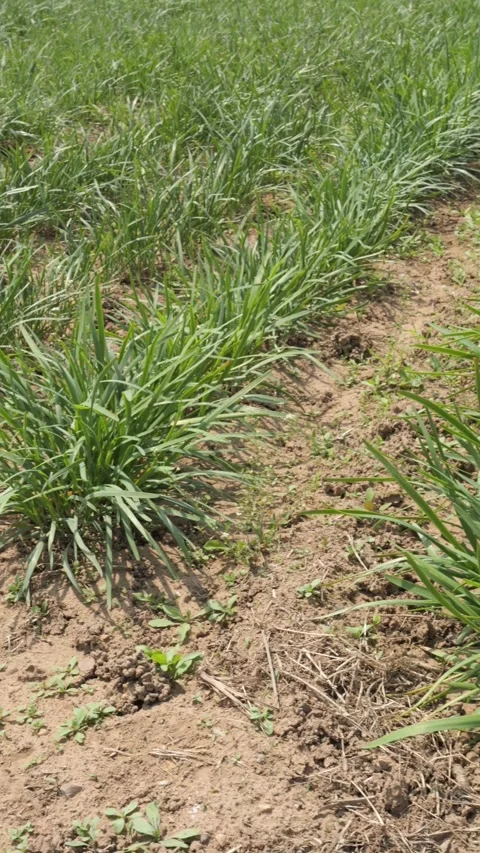 Rows of leeks(chives) in a field on a summer day 스톡 동영상 273142663