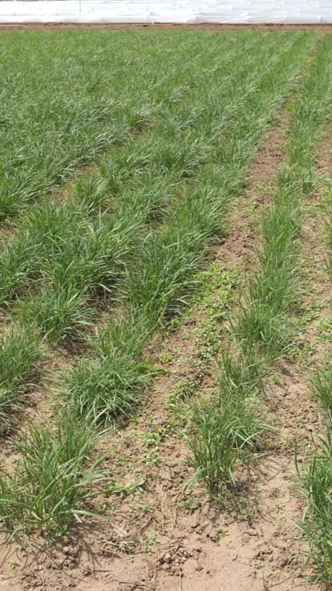 Rows of leeks(chives) in a field on a summer day 스톡 동영상 273142666