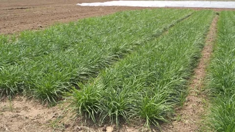 Rows of leeks(chives) in a field on a summer day Stock Footage 273142702