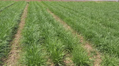Rows of leeks(chives) in a field on a summer day 스톡 동영상 273142717