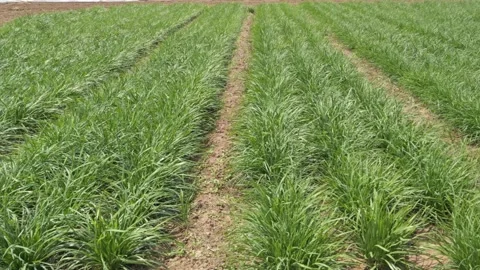 Rows of leeks(chives) in a field on a summer day 스톡 동영상 273142724