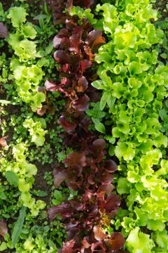 Rows of lettuce and mustard of different colors in the garden bed. Stock Photos