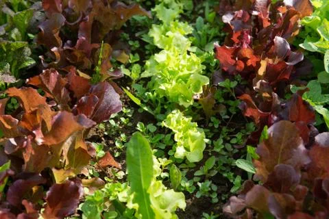 Rows of lettuce and mustard of different colors in the garden bed. Stock Photos
