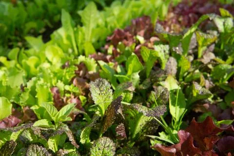 Rows of lettuce and mustard of different colors in the garden bed. Stock Photos