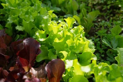 Rows of lettuce and mustard of different colors in the garden bed. Stock Photos