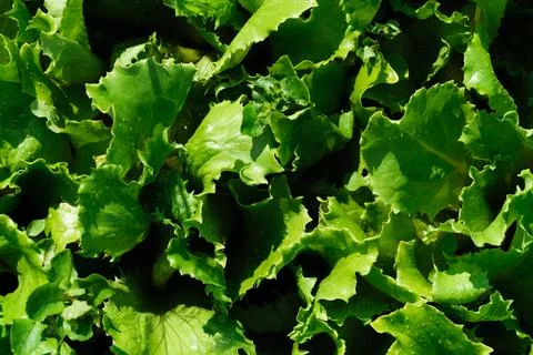 Rows of lettuce and vegetable seedlings in the garden outdoors, on the garden Stock Photos