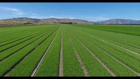 Rows Of Lettuce California Drone Stock Footage 146714427
