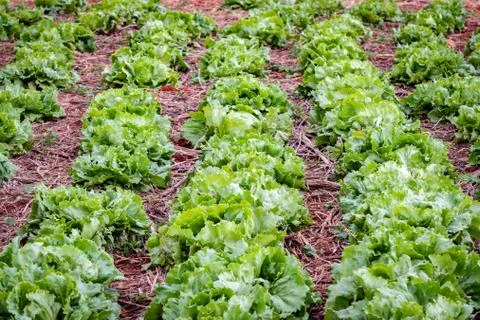 Rows of lettuce on the farm Stock Photos