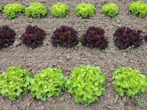 Rows of lettuce growing on a farm Stock Photos