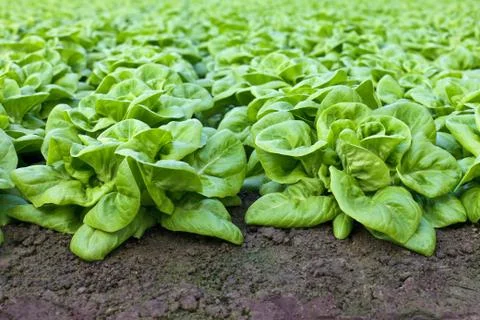 Rows of lettuce growing inside a greenhouse Stock Photos