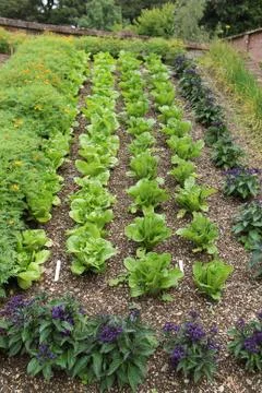 Rows of Lettuce. Stock Photos