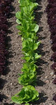 Rows of Lettuce Stock Photos