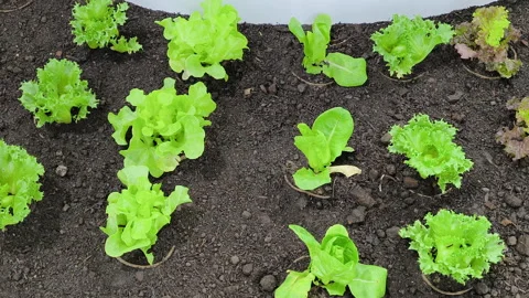 Rows of lettuce Salad in the garden Stock Footage 286805930
