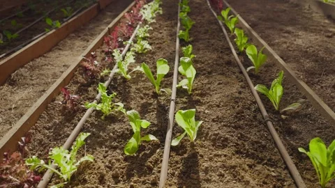 Rows of lettuce seedlings grow in neat rows Video stock 336903709