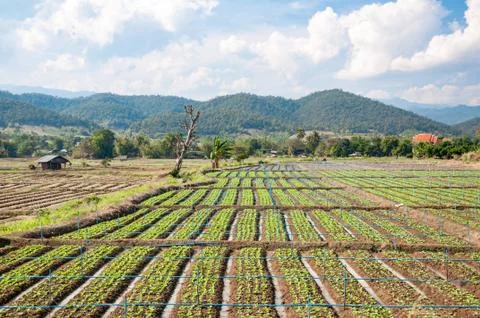 Rows of lettuce seedlings Stock Photos