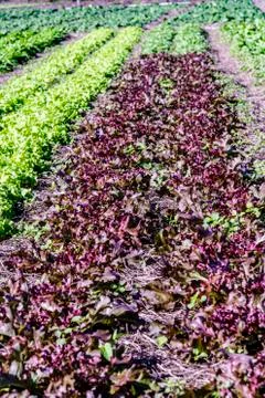 Rows of lettuce stretch out to the perimeter on this organic farm field Stock Photos