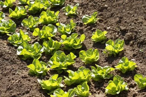 Rows of lettuce in vegetable garden Stock Photos
